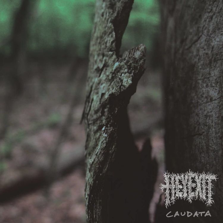 Hey Exit – Caudata