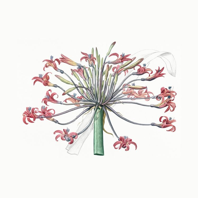 Advection – Arterial