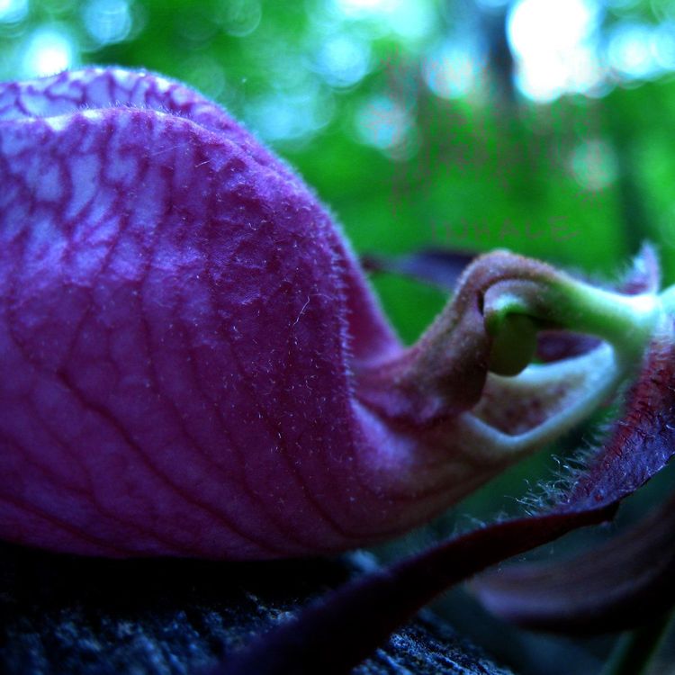 Hey Exit – Inhale EP