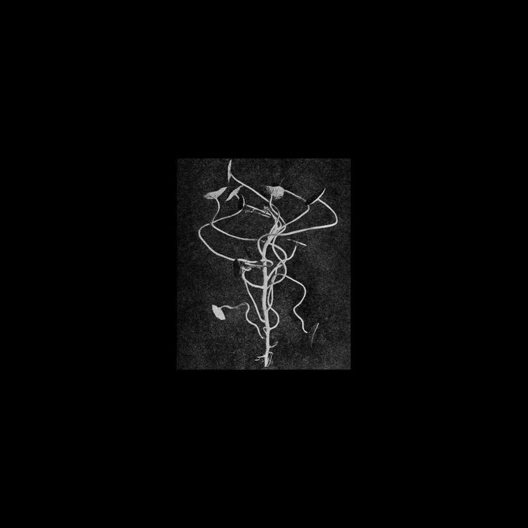 Hey Exit – Yes They Said So